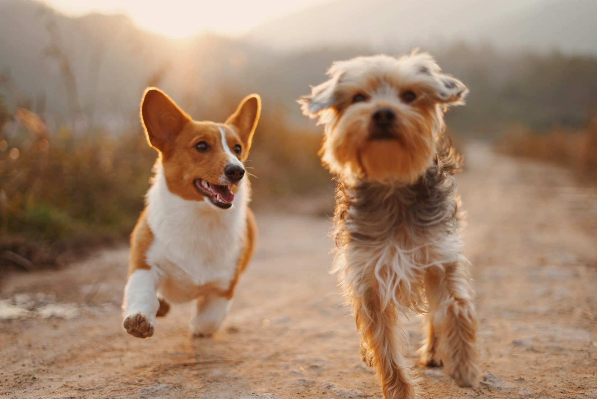 Dogs walking