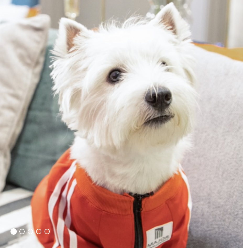Cute dog mascot